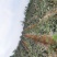 峨眉墨茄