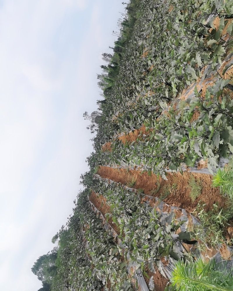 峨眉墨茄