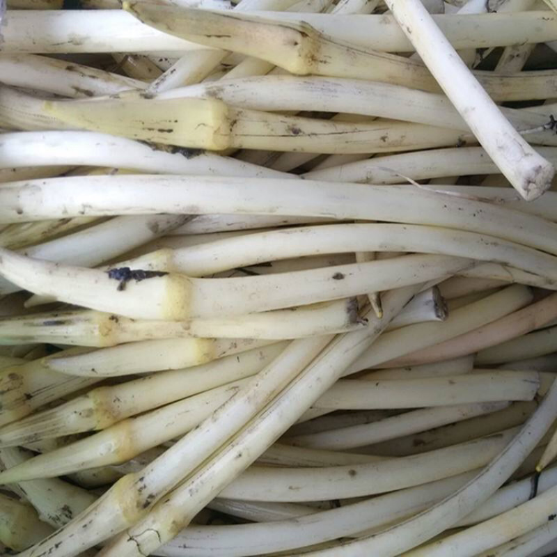 仙桃藕带