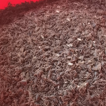 海南全蝎海南蝎子全虫