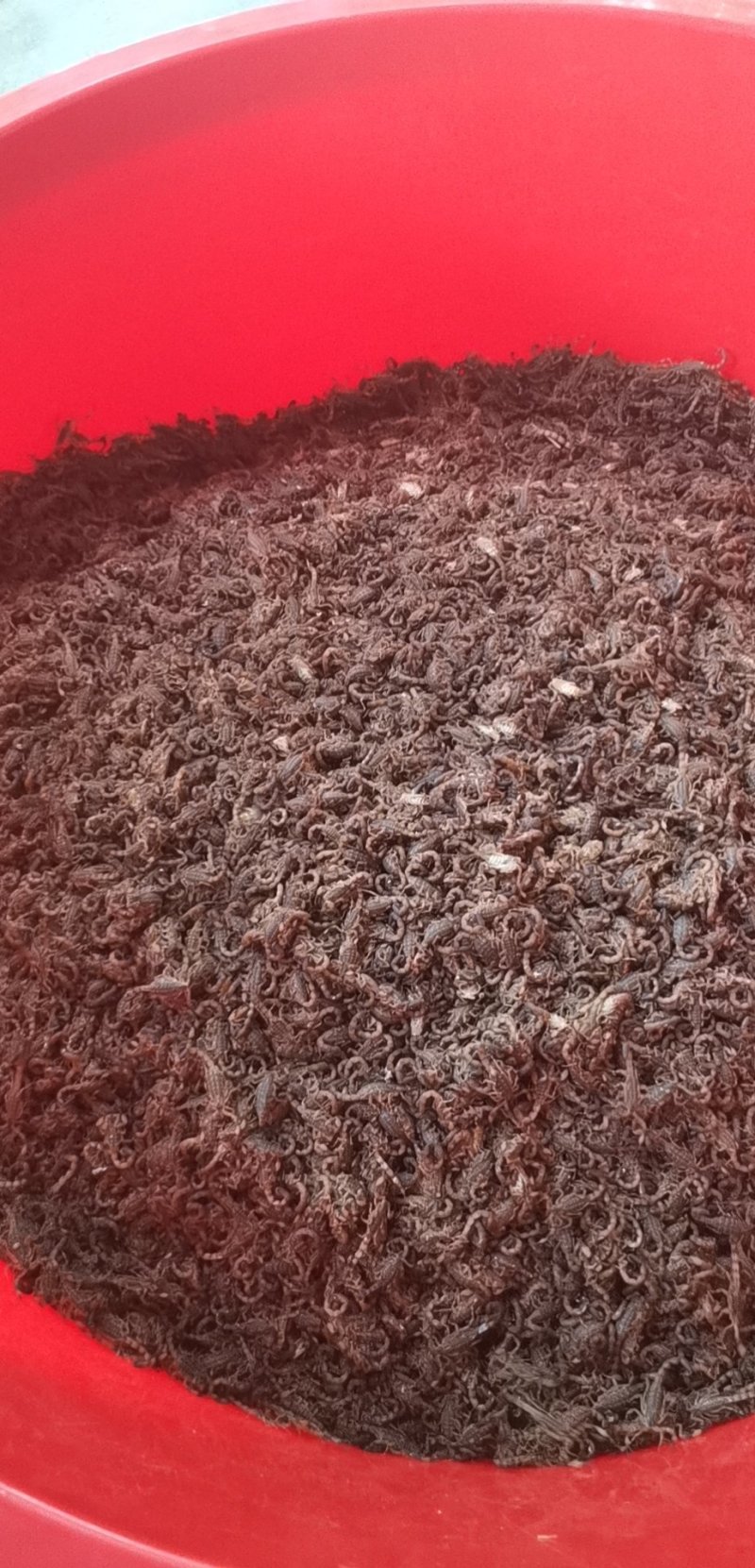 海南全蝎海南蝎子全虫