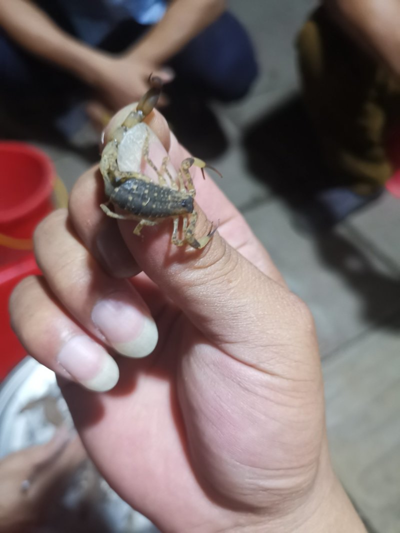 海南全蝎海南蝎子全虫