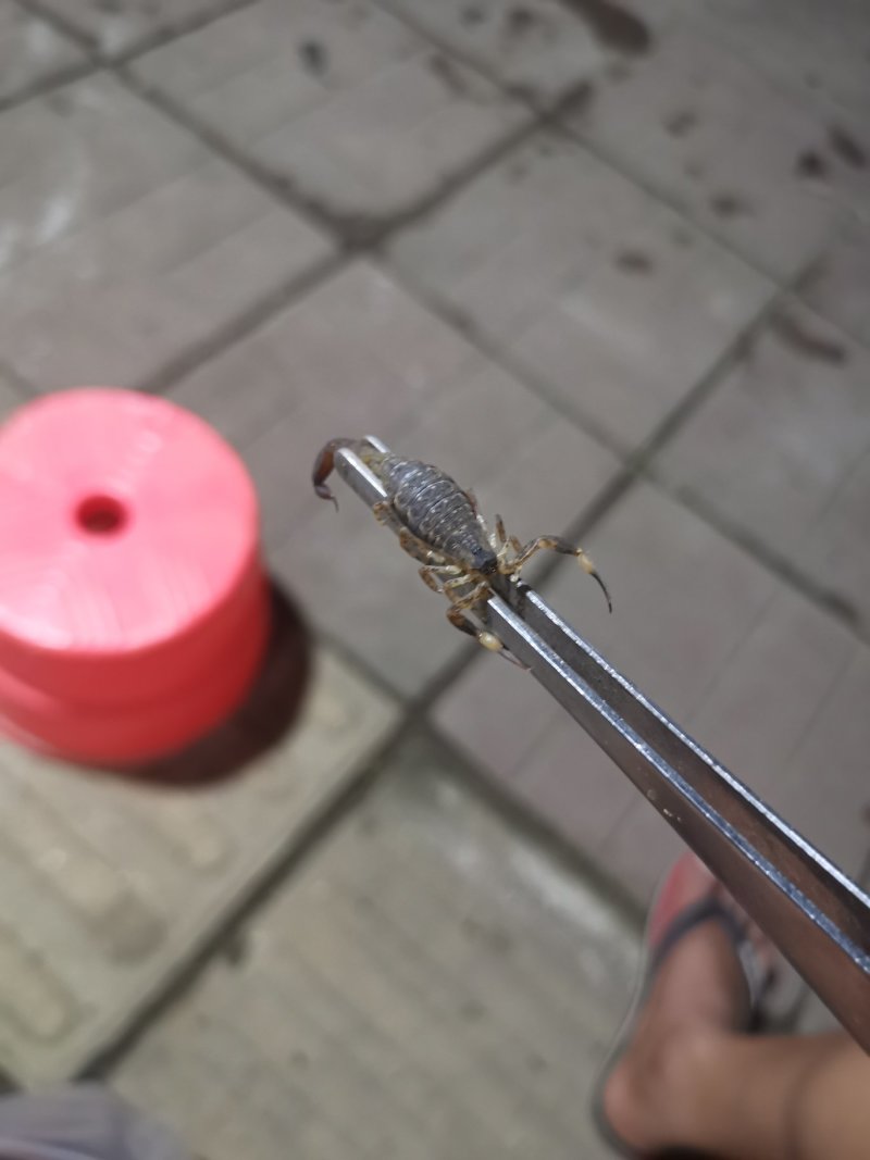 海南全蝎海南蝎子全虫