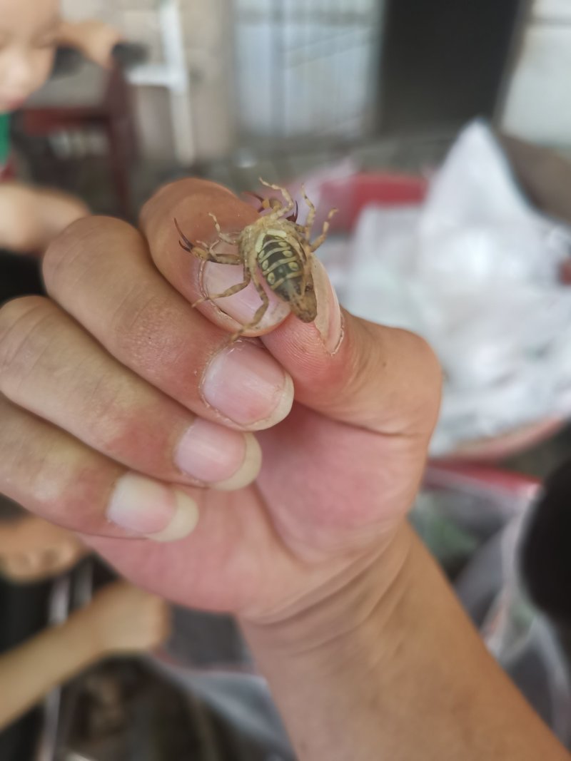 海南全蝎海南蝎子全虫