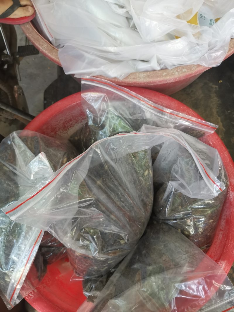 海南全蝎海南蝎子全虫