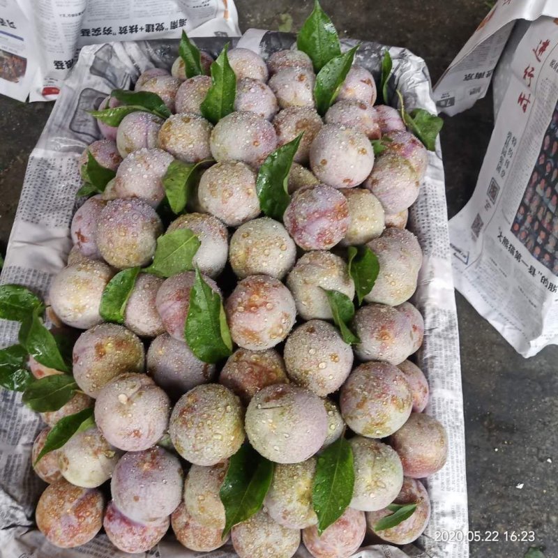 大果三华李苗，包正宗，假一赔十，提供免费种植技术