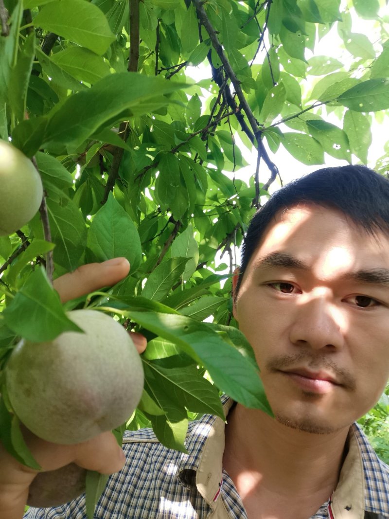 大果三华李苗，包正宗，假一赔十，提供免费种植技术