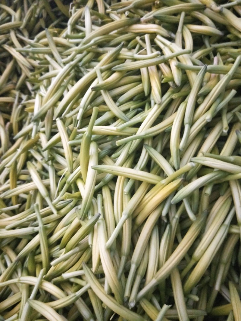 黄花菜金针菜产地直供万亩菜地大量有货，干湿同收散装一级