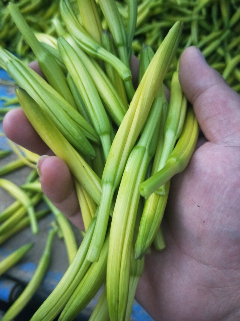 黄花菜金针菜产地直供万亩菜地大量有货，干湿同收散装一级