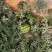 河南台前小工棚（甜王），甜王种植基地，