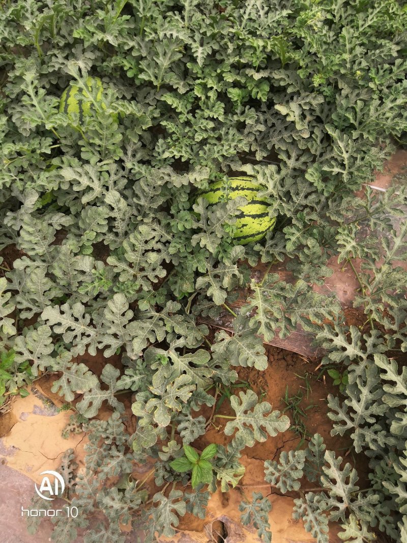 河南台前小工棚（甜王），甜王种植基地，