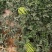 河南台前小工棚（甜王），甜王种植基地，
