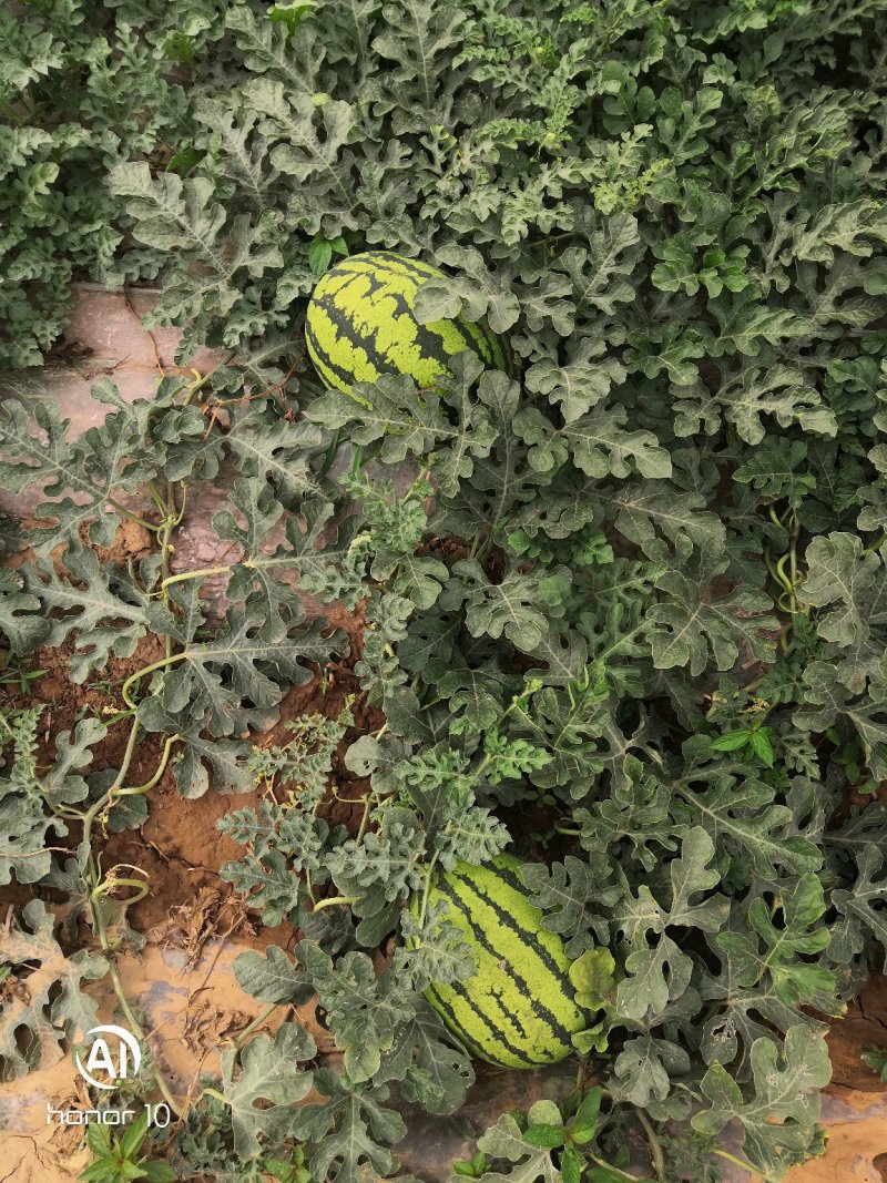 河南台前小工棚（甜王），甜王种植基地，