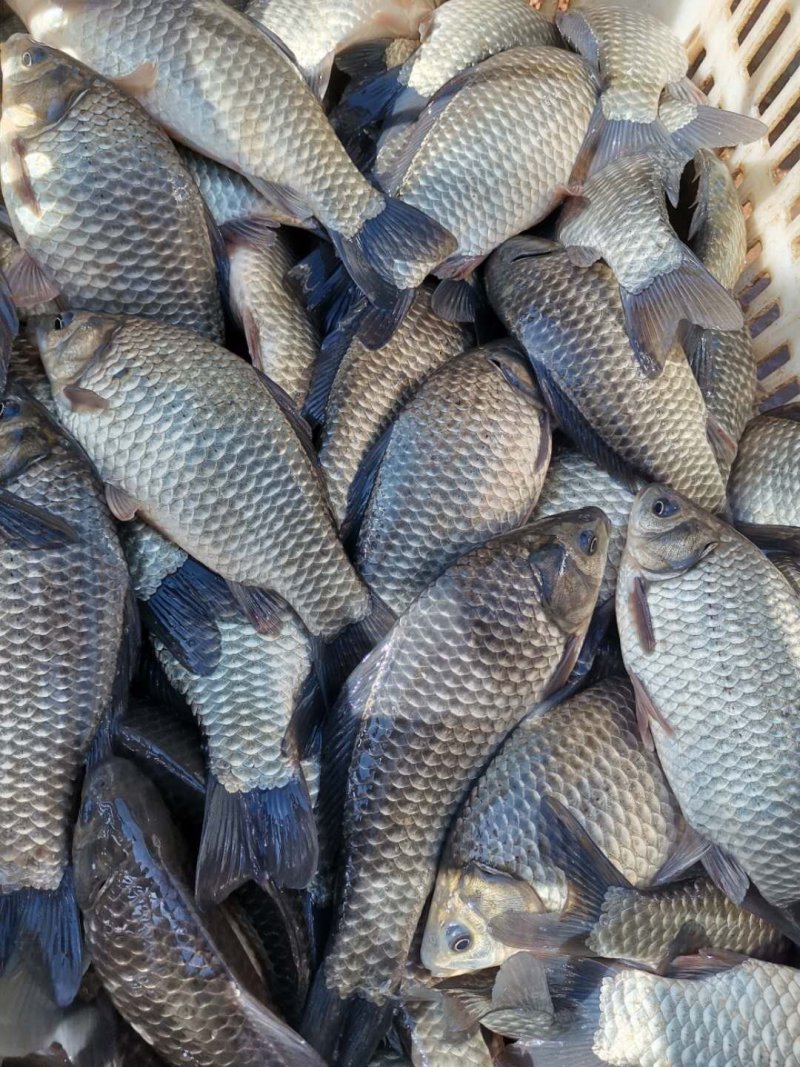 【荣誉老店】精品黄金鲫水产鱼黄金鲫，大规格黄金鲫一手货源