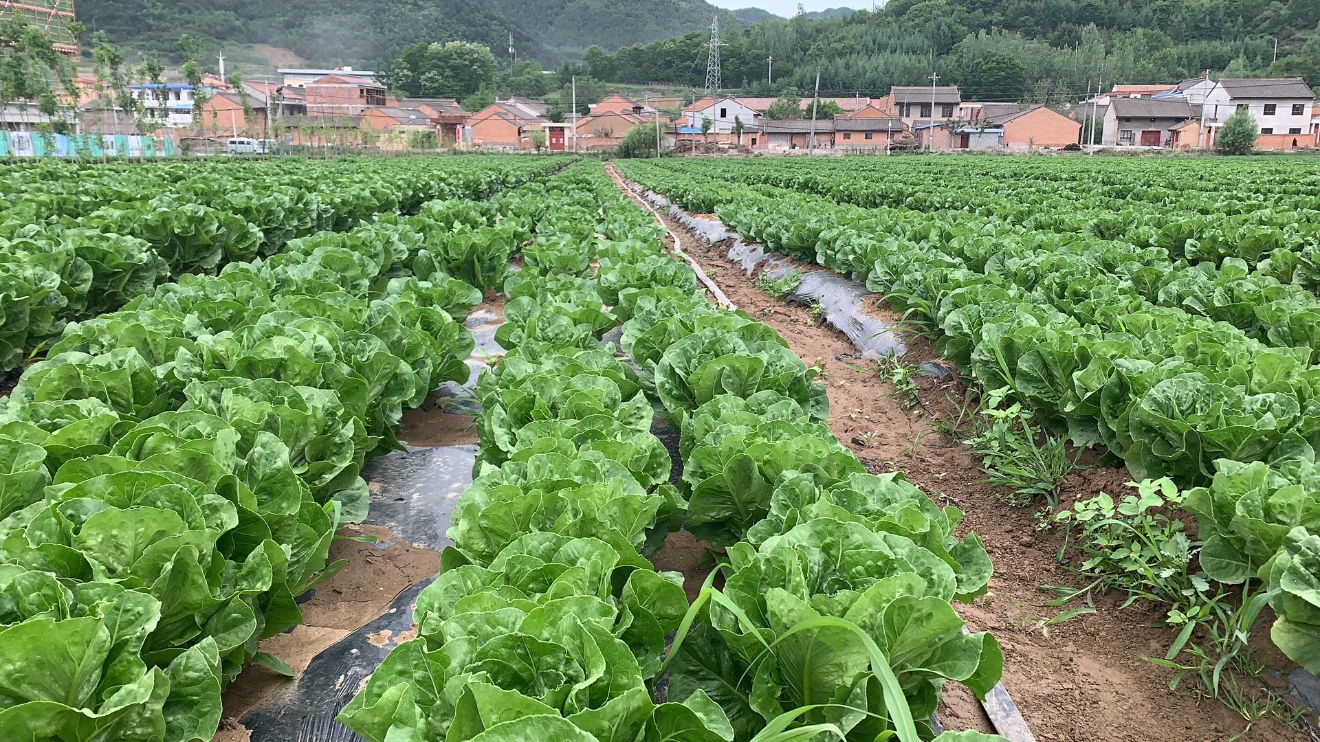 不同种类的生菜展示图