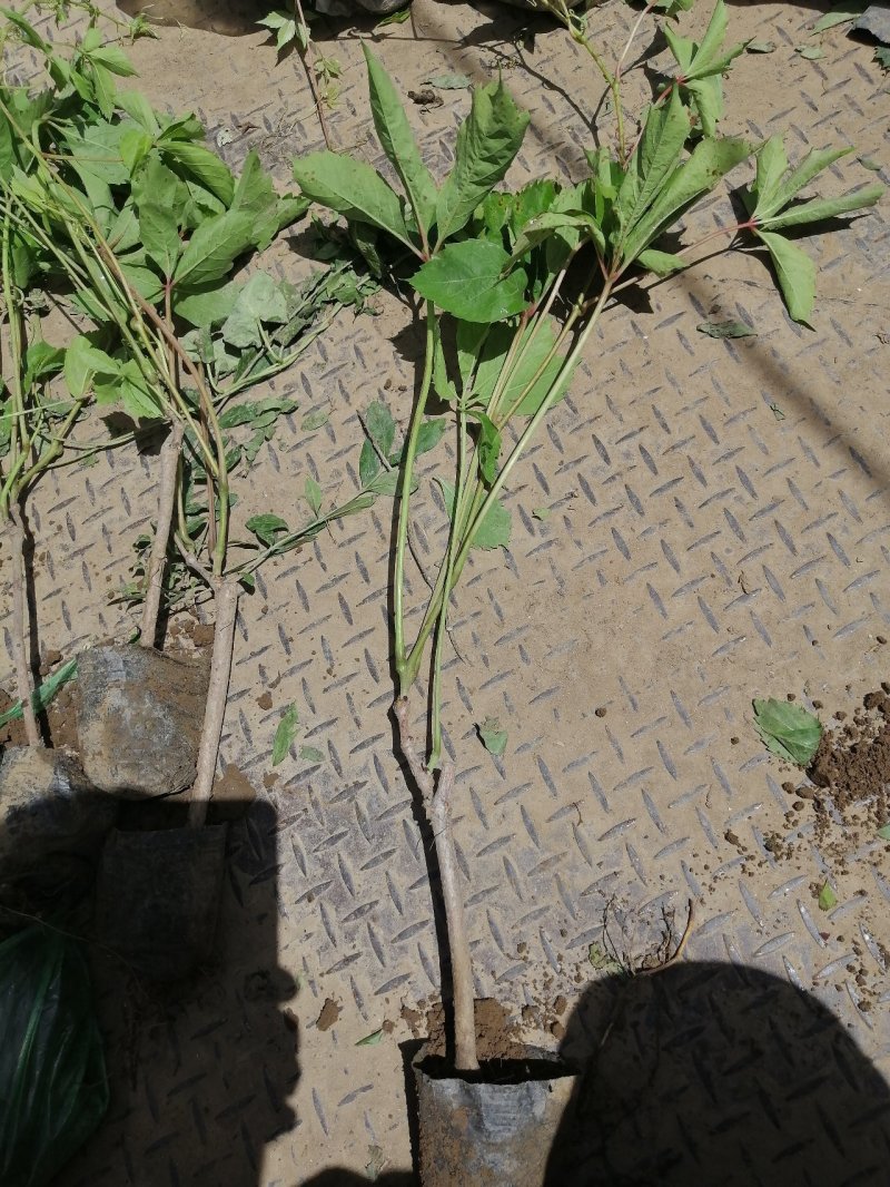 爬山虎五叶地锦爬山虎杯苗产地直销可以看货