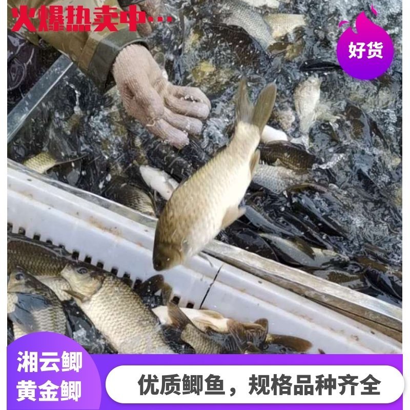【荣誉老店】精品黄金鲫水产鱼黄金鲫，大规格黄金鲫一手货源