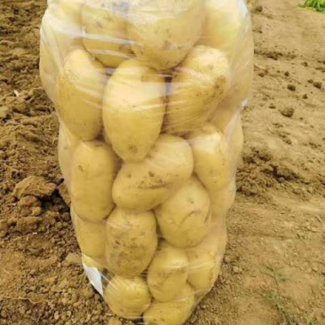 荷兰土豆
