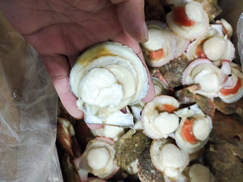 夏邑贝半壳全规格吊笼贝加工纯干冰自有养殖基地坐标大连