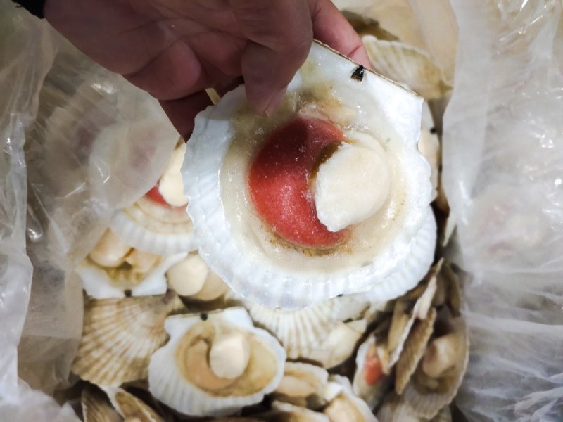 夏邑贝半壳全规格吊笼贝加工纯干冰自有养殖基地坐标大连