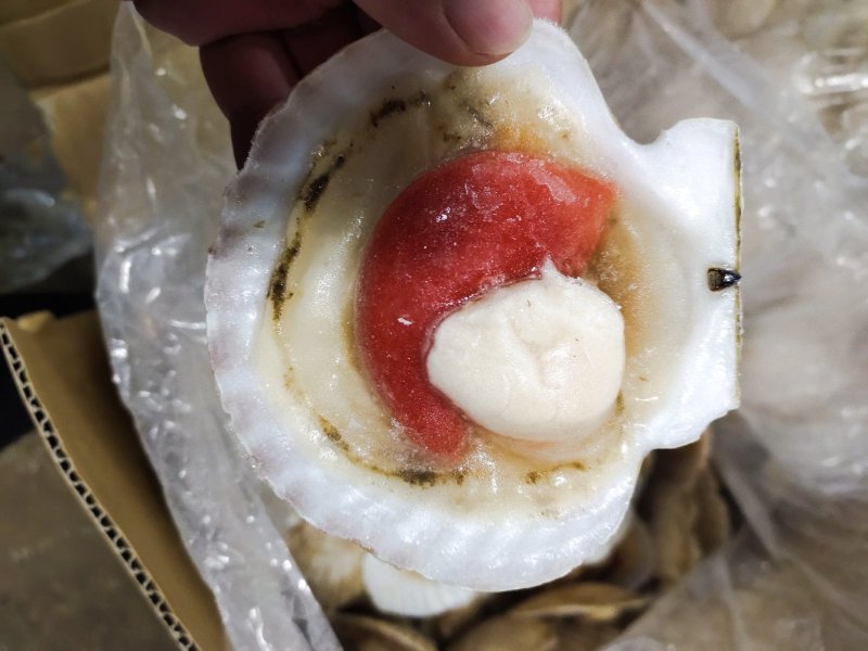 夏邑贝半壳全规格吊笼贝加工纯干冰自有养殖基地坐标大连