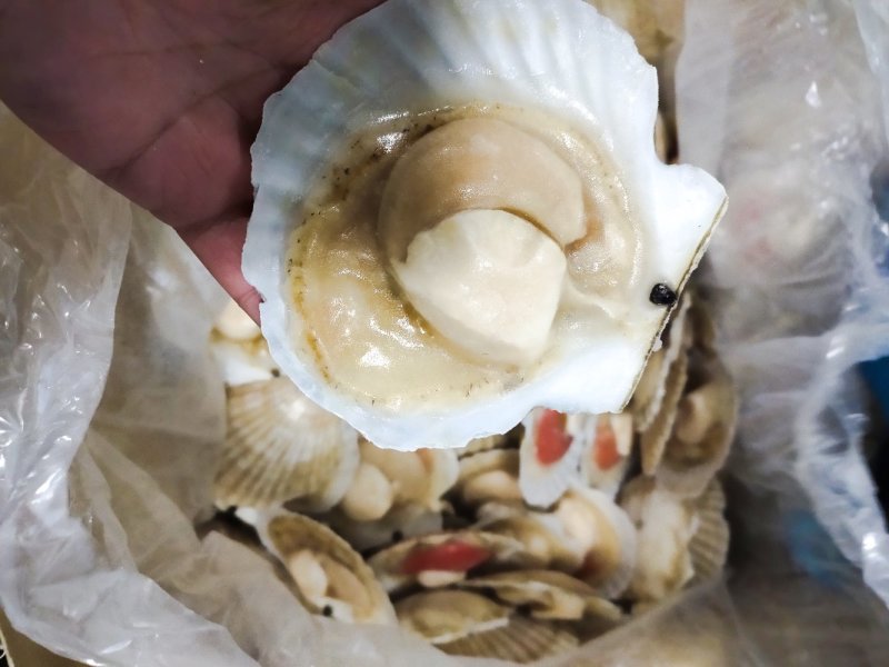 夏邑贝半壳全规格吊笼贝加工纯干冰自有养殖基地坐标大连