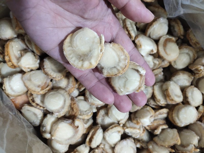 夏邑贝贝肉去脏干冰肉自有养殖基地坐标大连