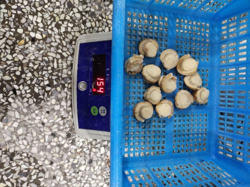 夏邑贝贝肉去脏干冰肉自有养殖基地坐标大连