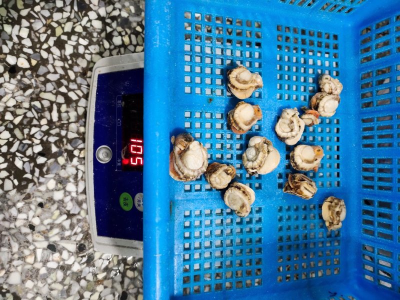 夏邑贝贝肉去脏干冰肉自有养殖基地坐标大连