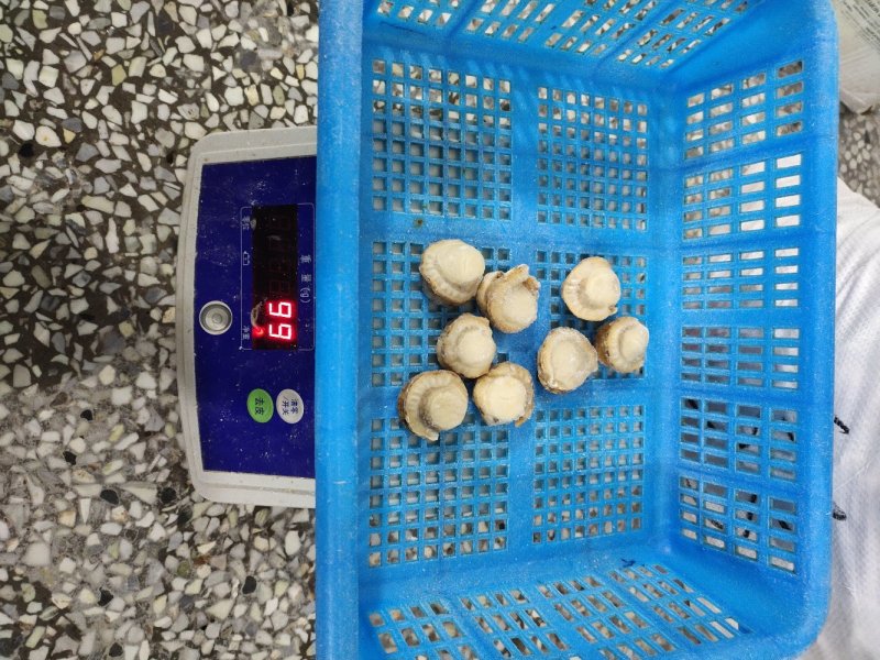 夏邑贝贝肉去脏干冰肉自有养殖基地坐标大连