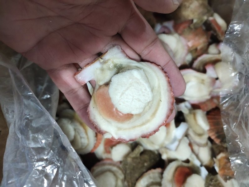 扇贝半壳栉孔贝加工自产自销自有养殖基地坐标大连