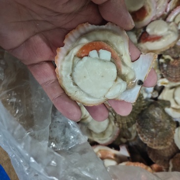 扇贝半壳栉孔贝加工自产自销自有养殖基地坐标大连