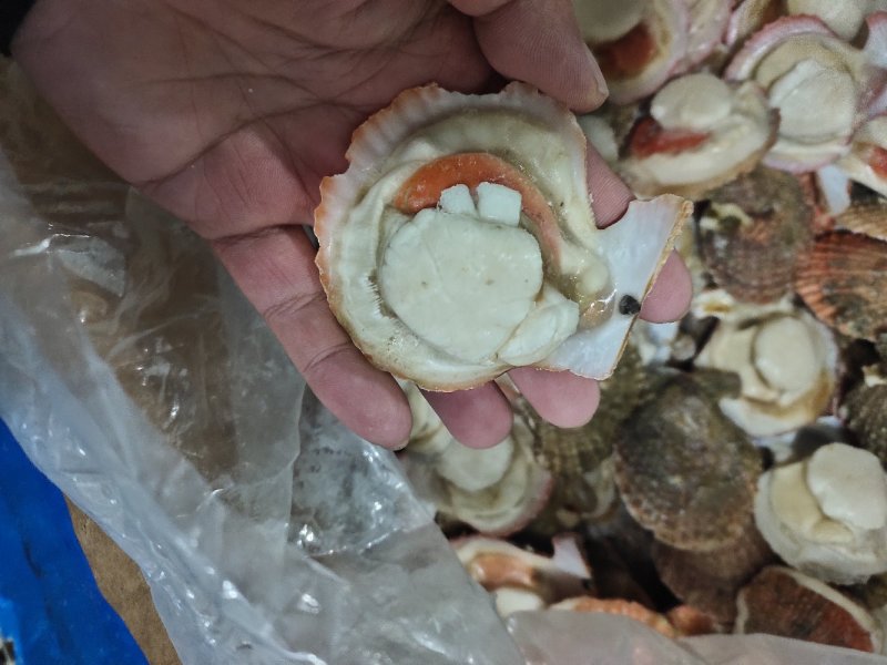 扇贝半壳栉孔贝加工自产自销自有养殖基地坐标大连