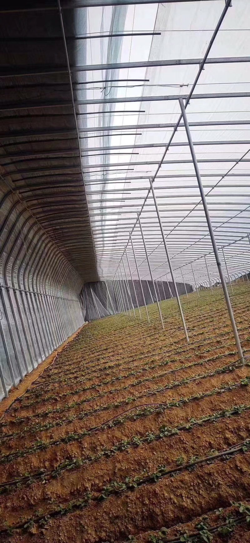 种植棚联栋大棚玻璃温室大棚厂家直销