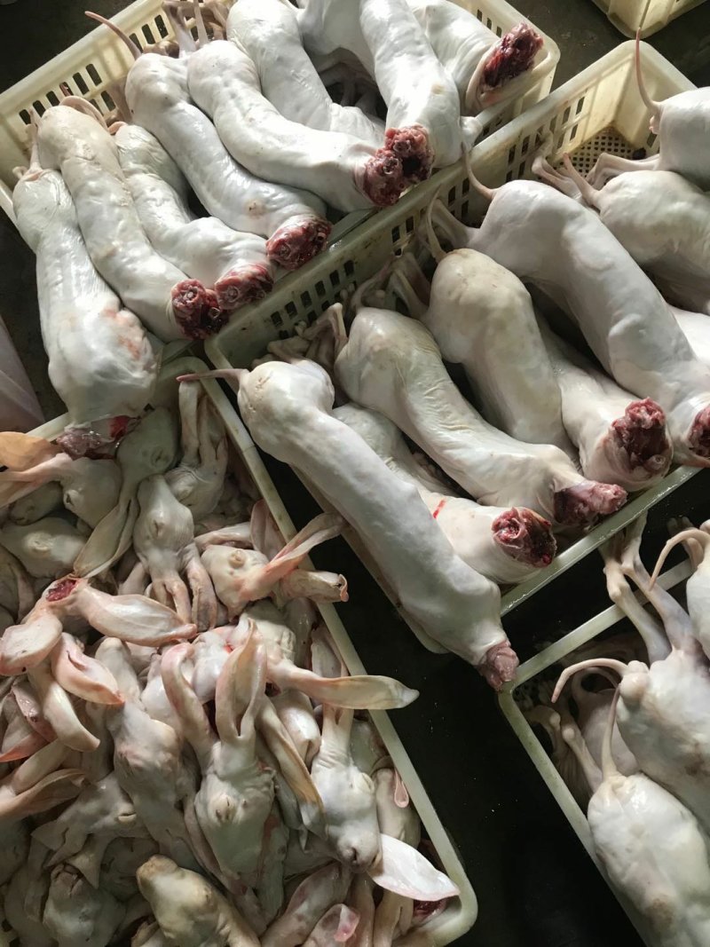 热卖】本公司常年供应长毛兔，肉兔皮张，量大优惠物美价廉