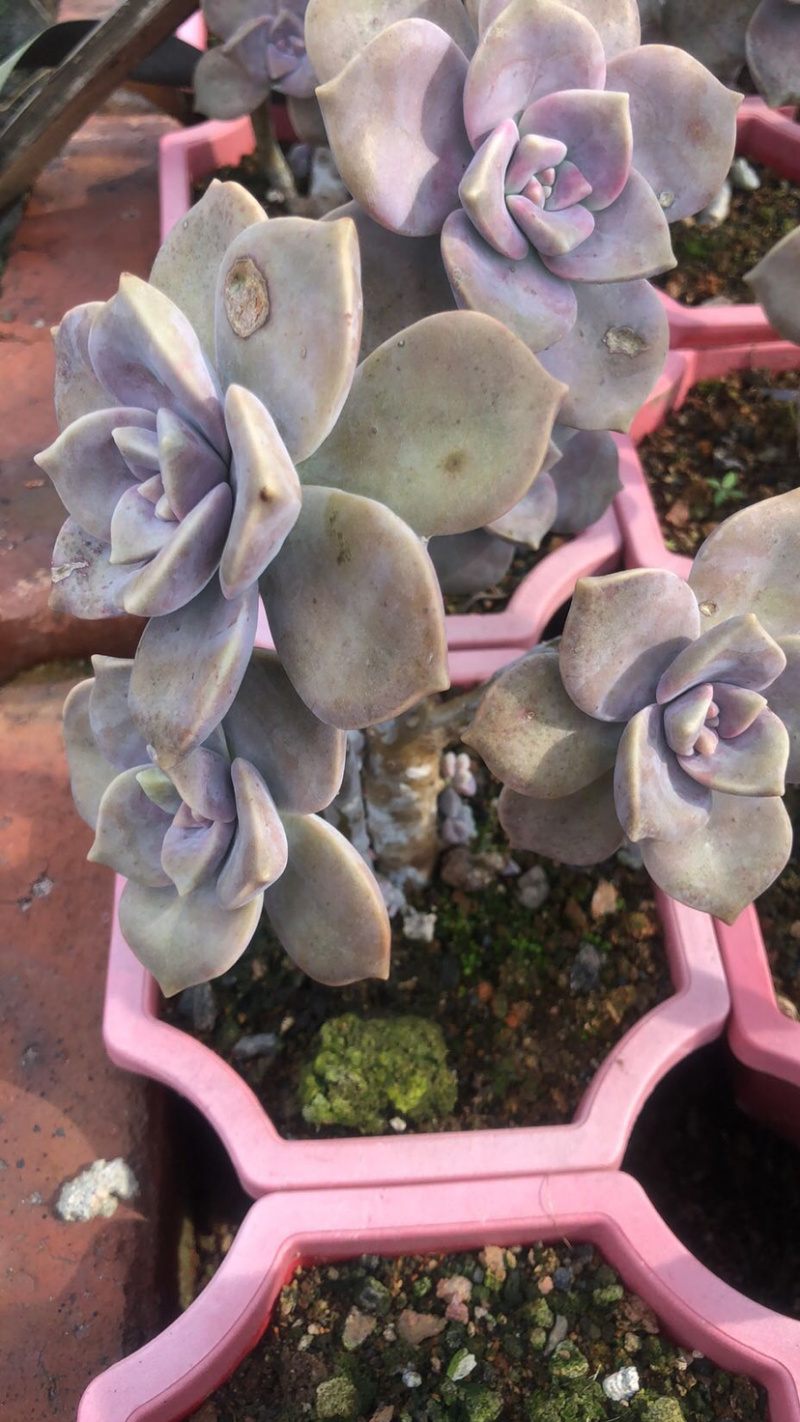 紫乐老桩，单头多头，多肉植物批发，多重多肉拼盘