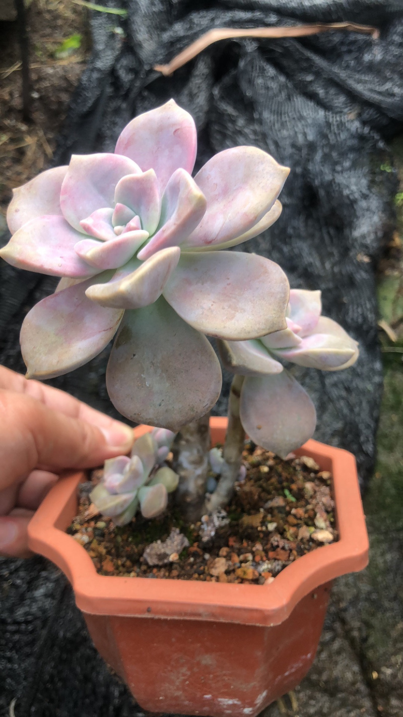 紫乐老桩，单头多头，多肉植物批发，多重多肉拼盘