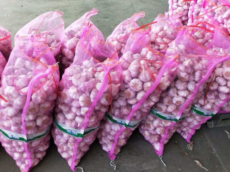邳州精品分级紫皮大蒜邳州精品分级紫皮大蒜邳州精品分级紫皮