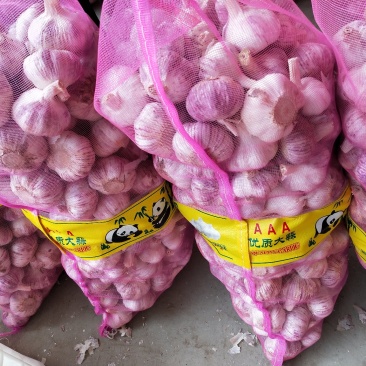 邳州精品分级紫皮大蒜邳州精品分级紫皮大蒜邳州精品分级紫皮