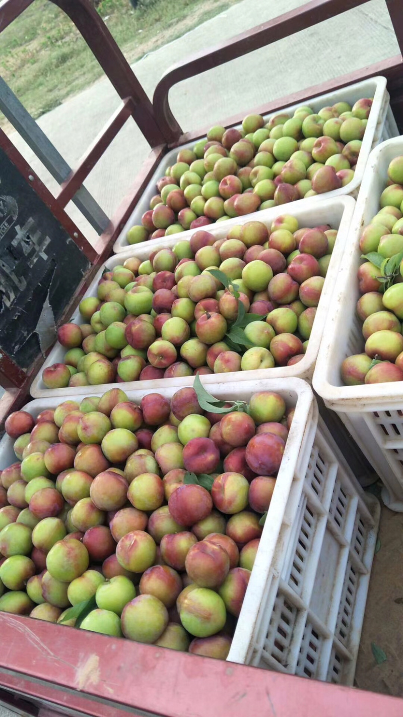 万亩李子基地早富贵大石早生风味玫瑰味帝