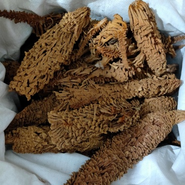 铁树花铁树叶冷背药材需要请下单冷背药材