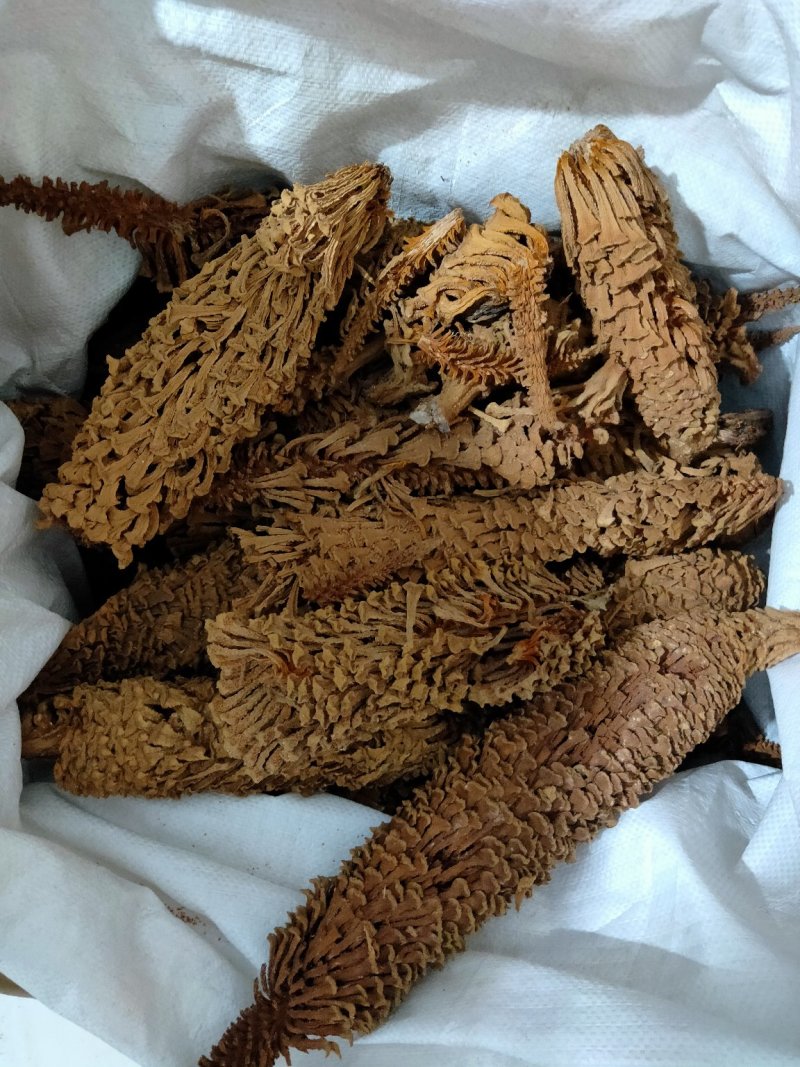 铁树花铁树叶冷背药材需要请下单冷背药材