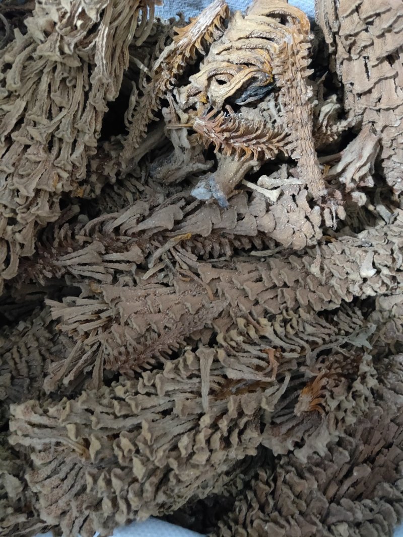 铁树花铁树叶冷背药材需要请下单冷背药材
