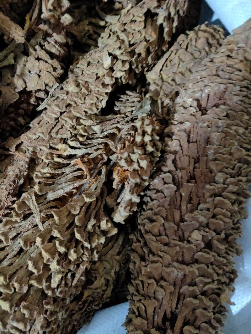铁树花铁树叶冷背药材需要请下单冷背药材
