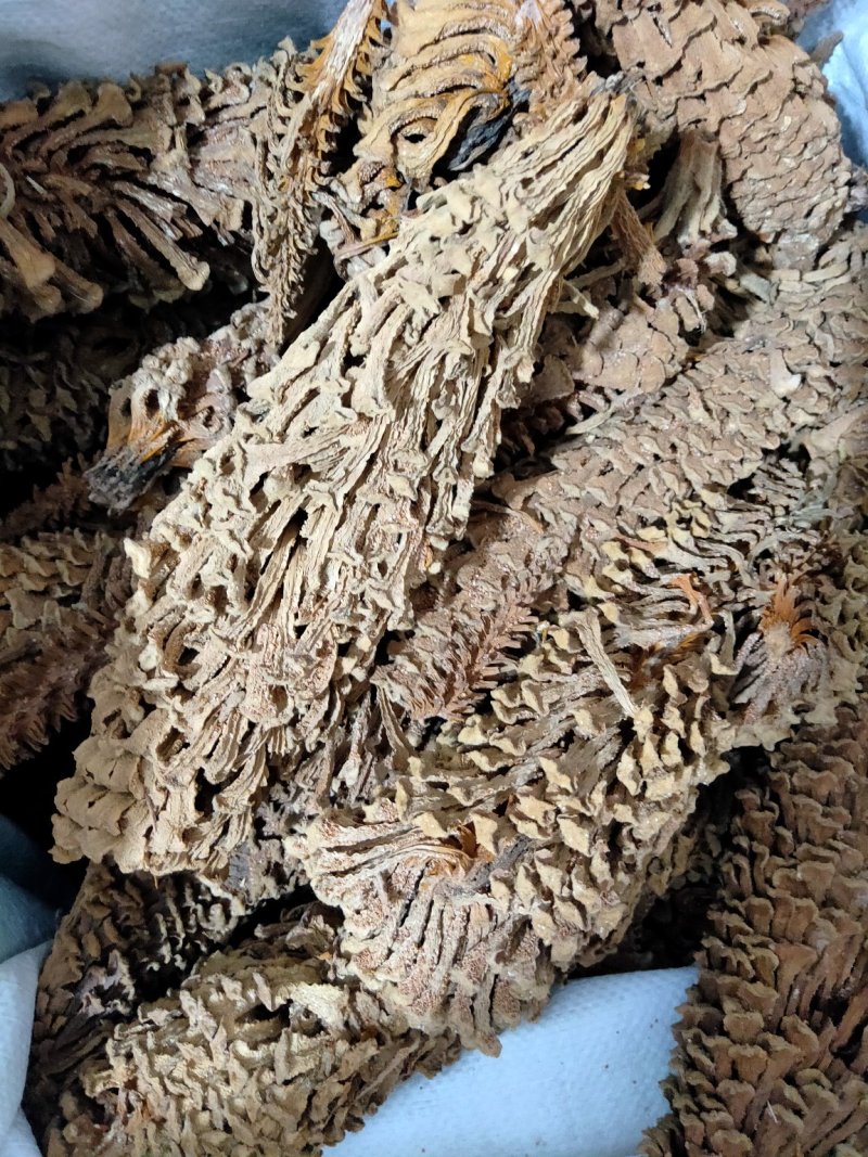 铁树花铁树叶冷背药材需要请下单冷背药材