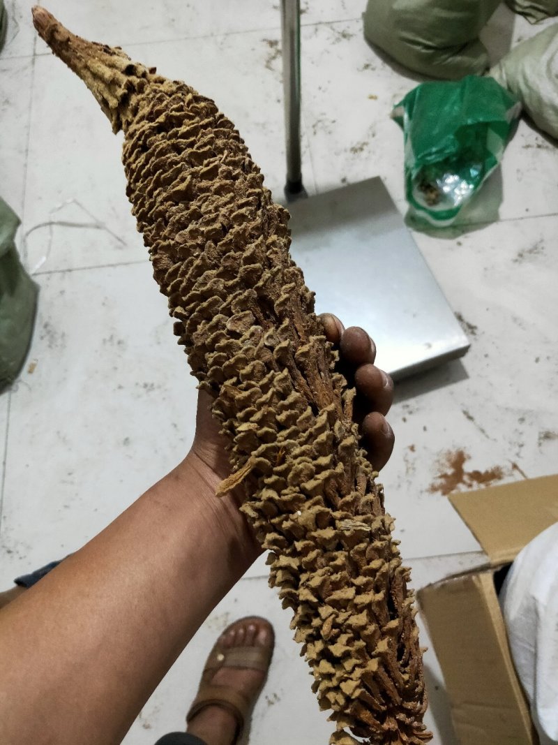 铁树花铁树叶冷背药材需要请下单冷背药材