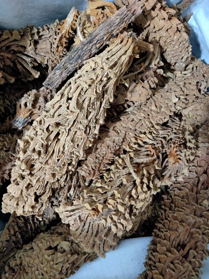 铁树花铁树叶冷背药材需要请下单冷背药材