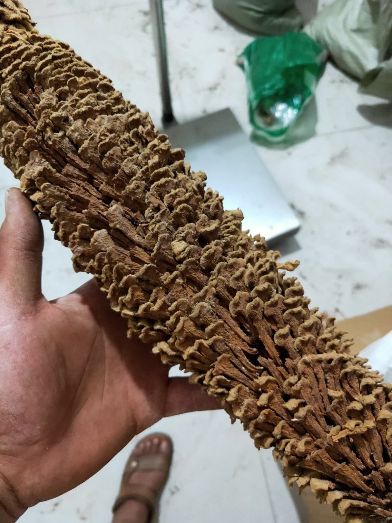 铁树花铁树叶冷背药材需要请下单冷背药材