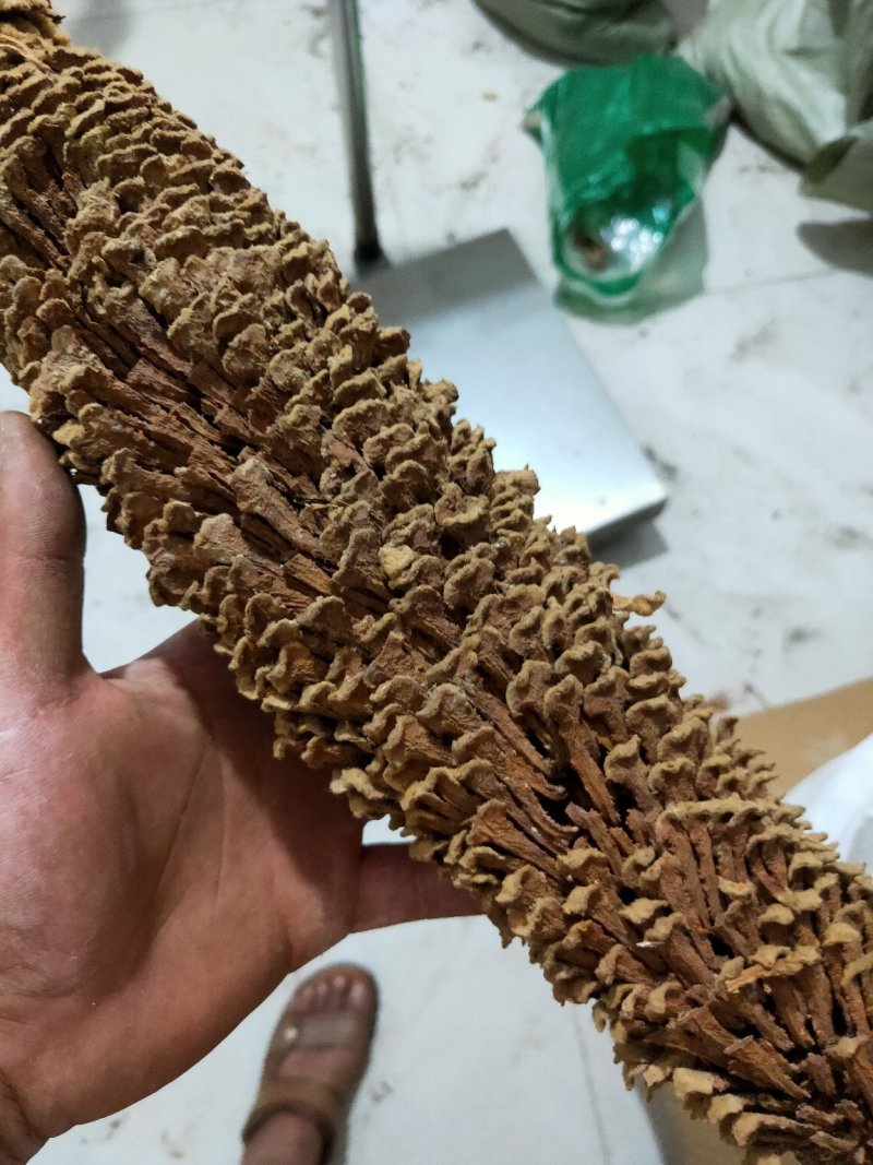 铁树花铁树叶冷背药材需要请下单冷背药材