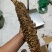 铁树花铁树叶冷背药材需要请下单冷背药材
